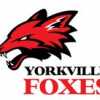 Yorkville Foxes team logo